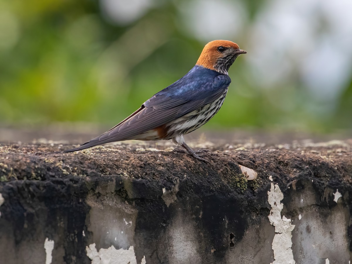 Lesser Striped Swallow - George Armistead | Hillstar Nature