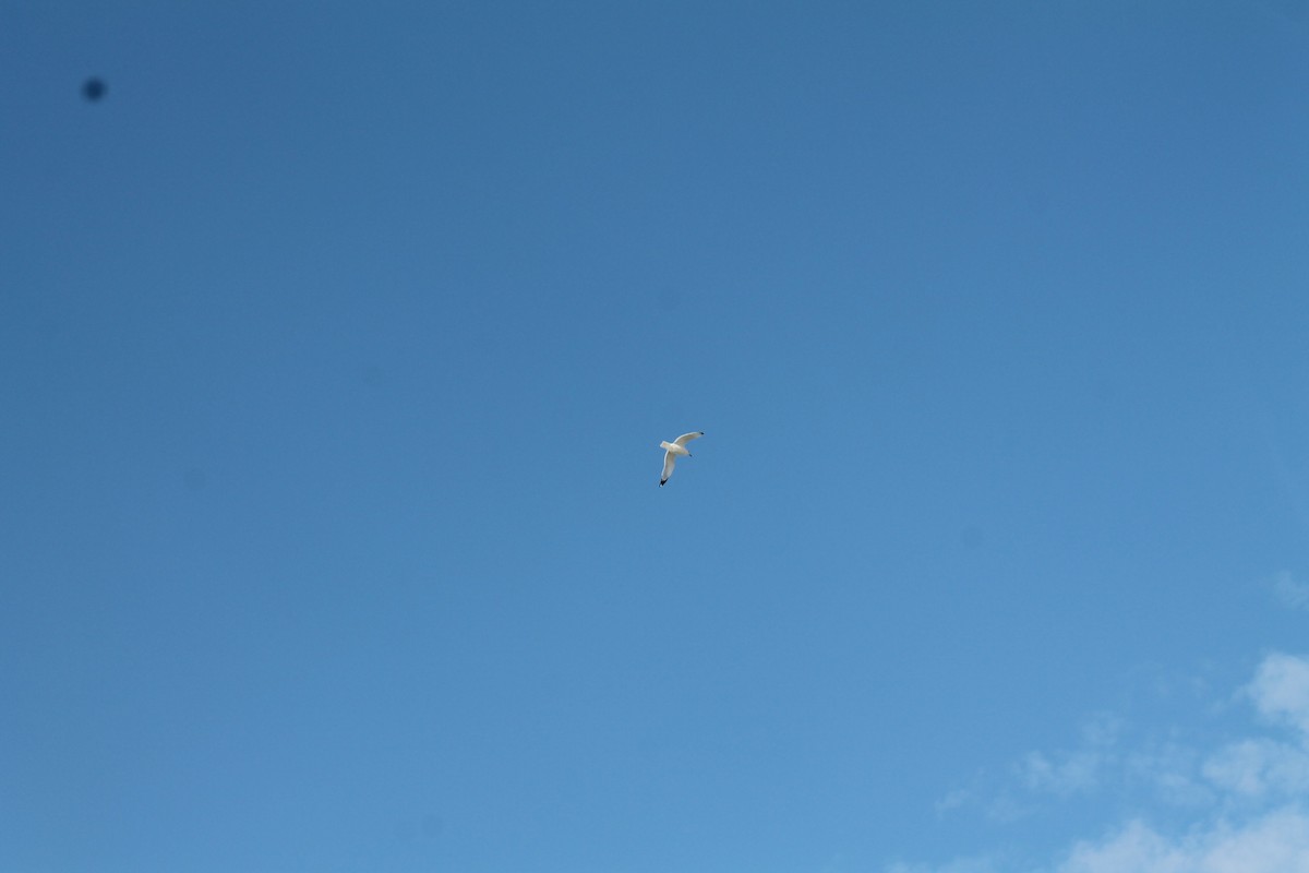 Ring-billed Gull - ML395933231