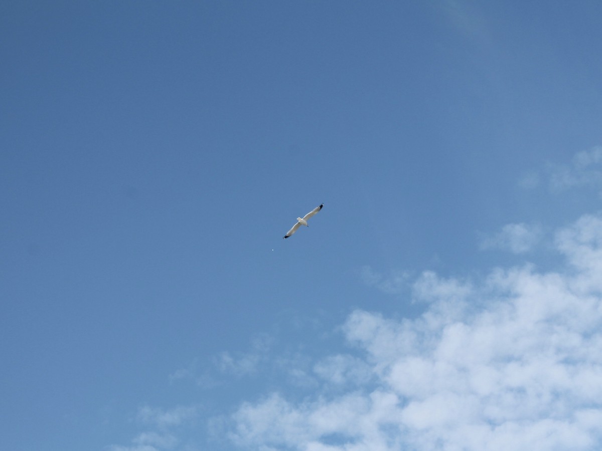 Ring-billed Gull - ML395933241