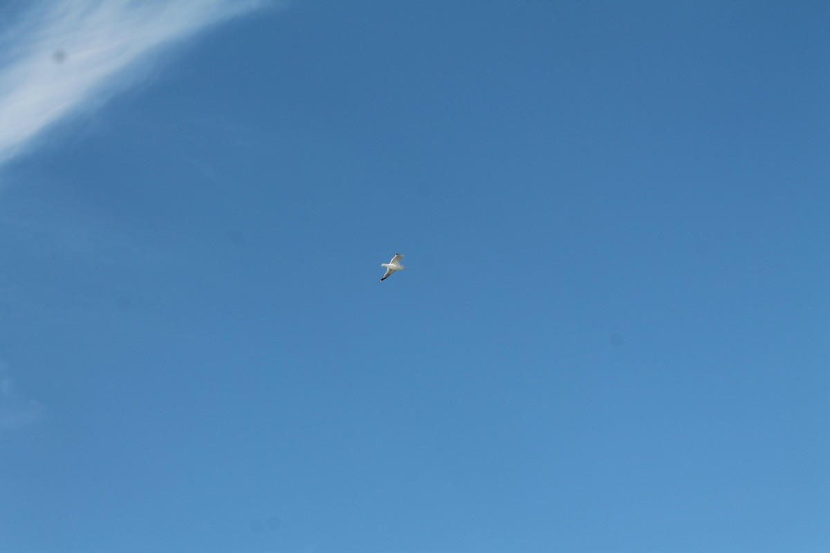 Ring-billed Gull - ML395933251