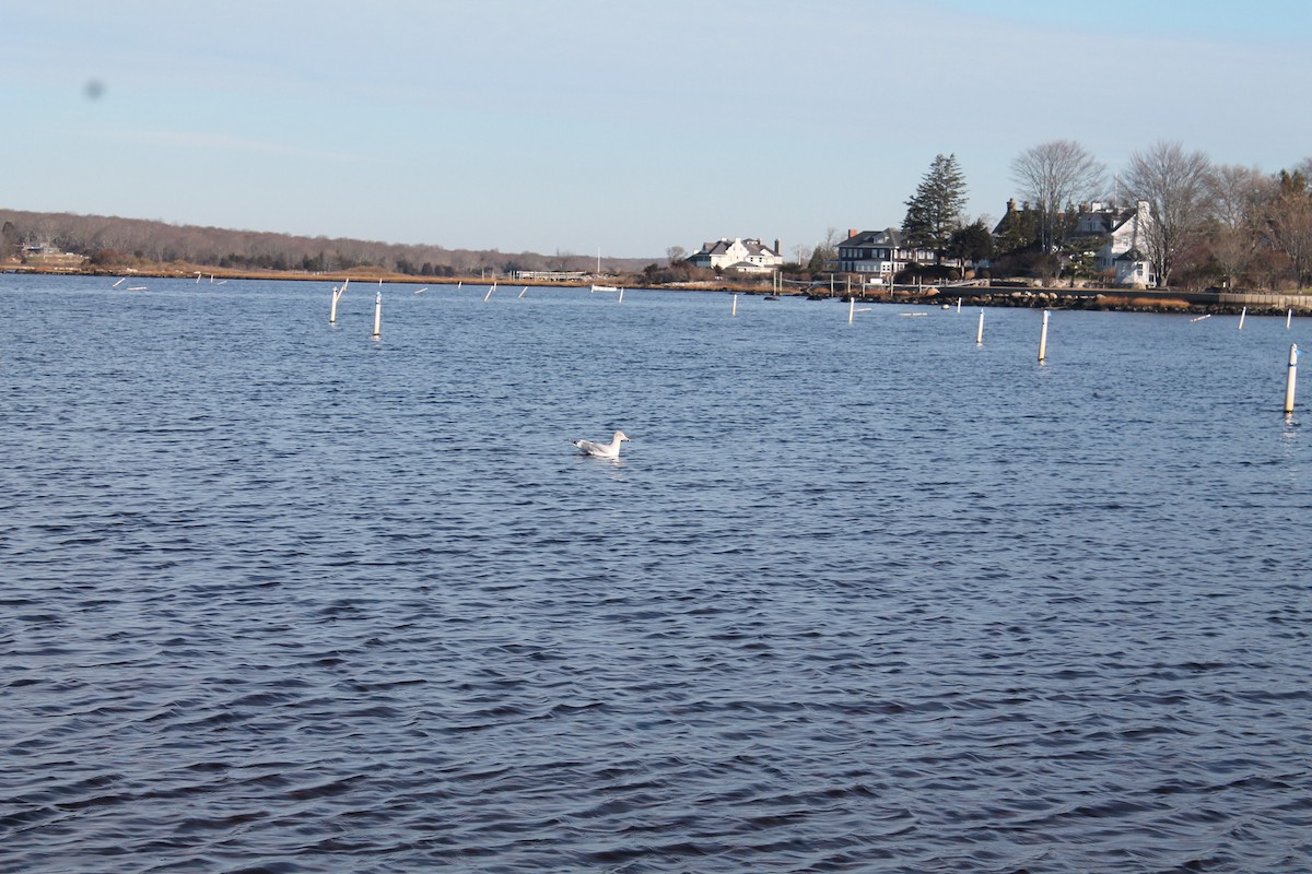 Ring-billed Gull - ML395933281