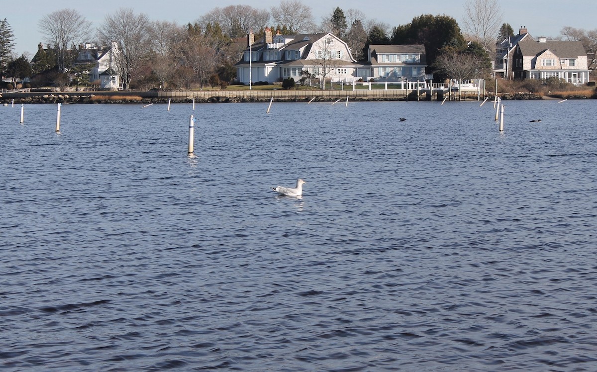 Ring-billed Gull - ML395933291