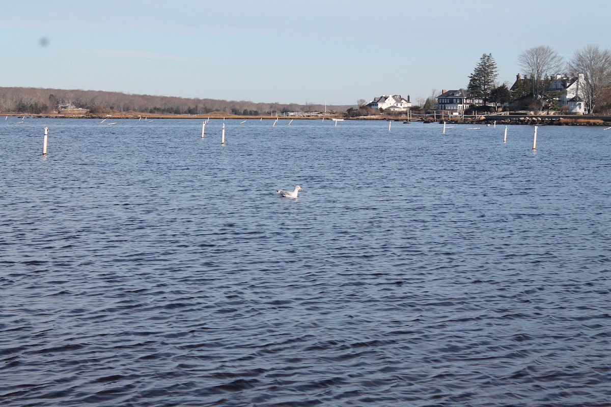 Ring-billed Gull - ML395933301