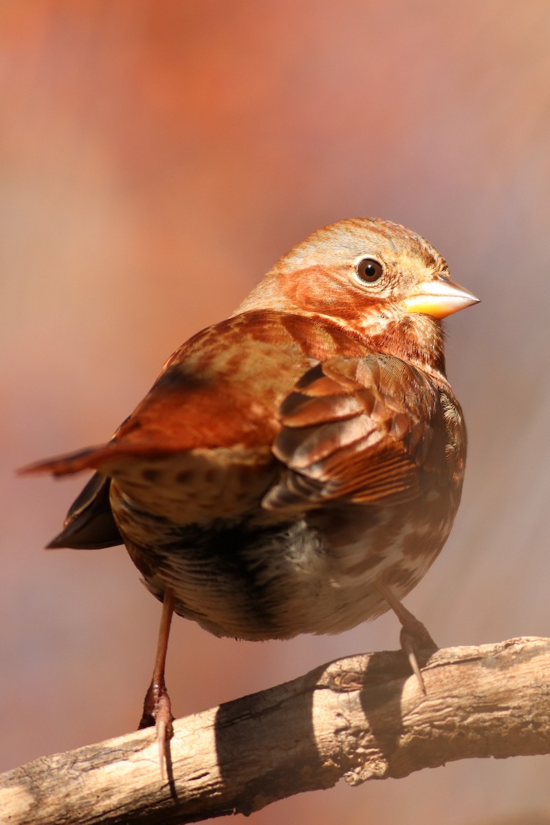 Fox Sparrow - ML395933721