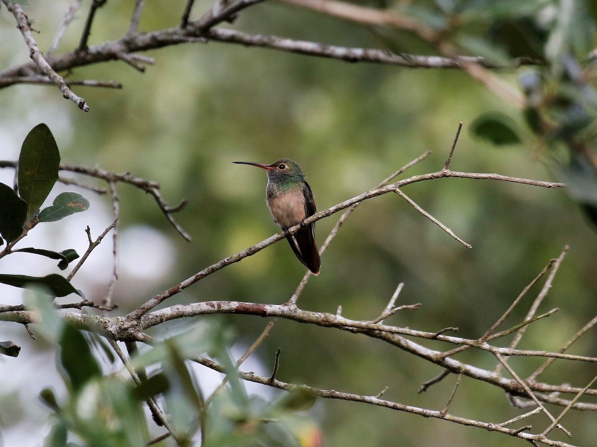 Buff-bellied Hummingbird - Anne Ruben