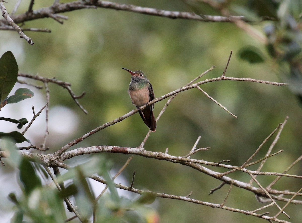 Buff-bellied Hummingbird - Anne Ruben