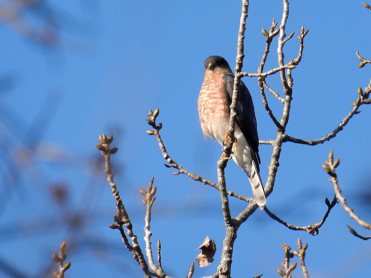 Sharp-shinned Hawk - ML395936031