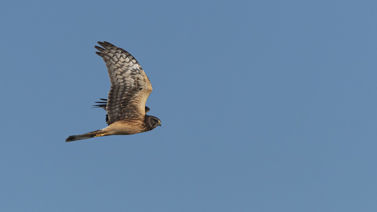 Northern Harrier - ML395936081