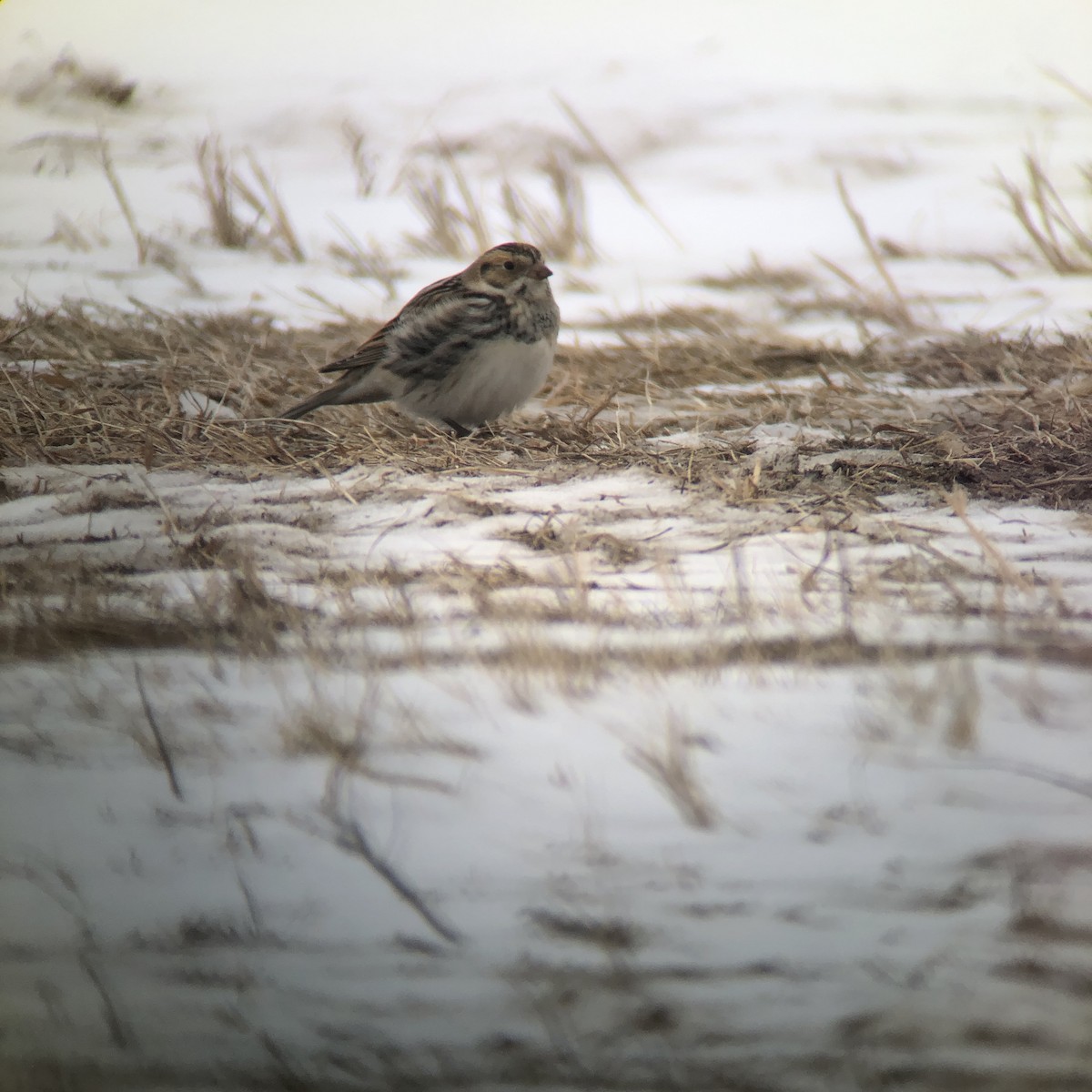 Lapland Longspur - ML395938461