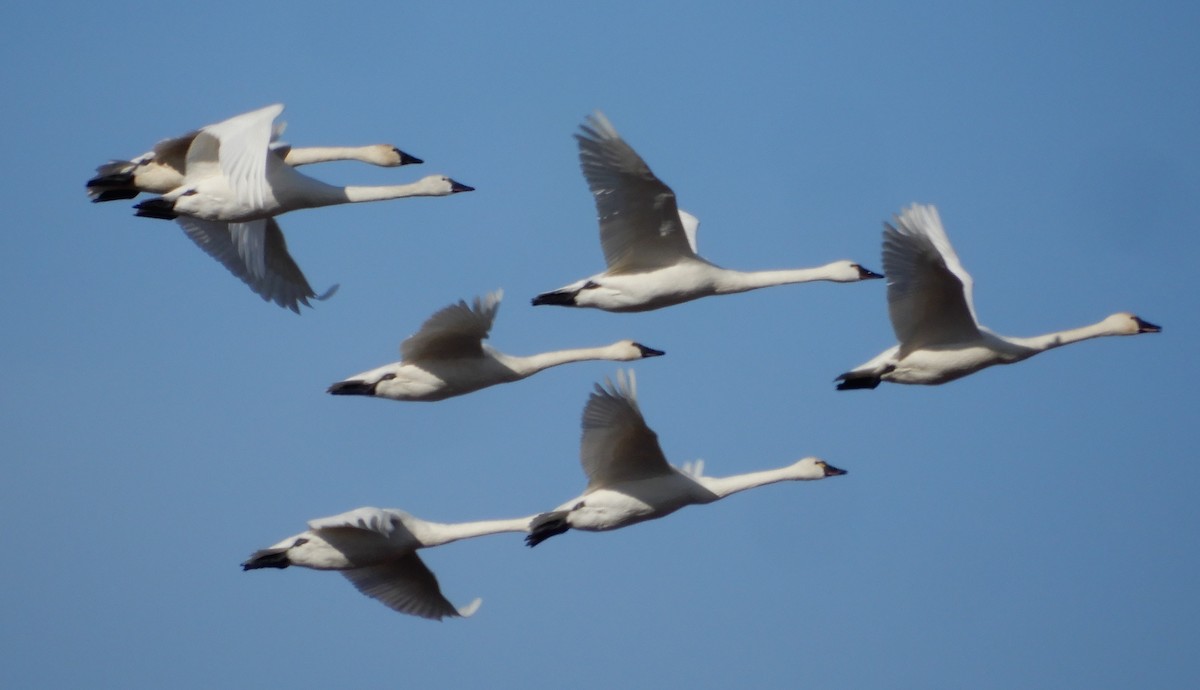 Tundra Swan - ML395938621