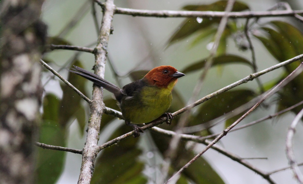 Tepui Brushfinch - Jay McGowan