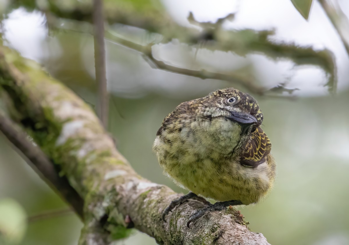 Speckled Tinkerbird - ML395940371