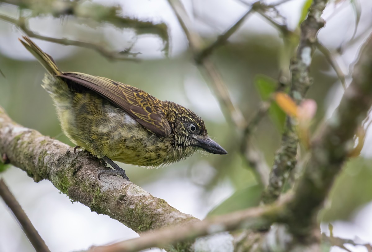 Speckled Tinkerbird - ML395940391