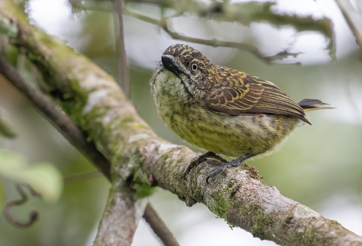 Speckled Tinkerbird - ML395940421