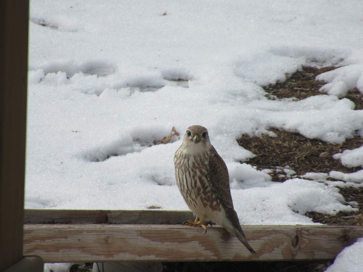 Merlin - Silvester Williams