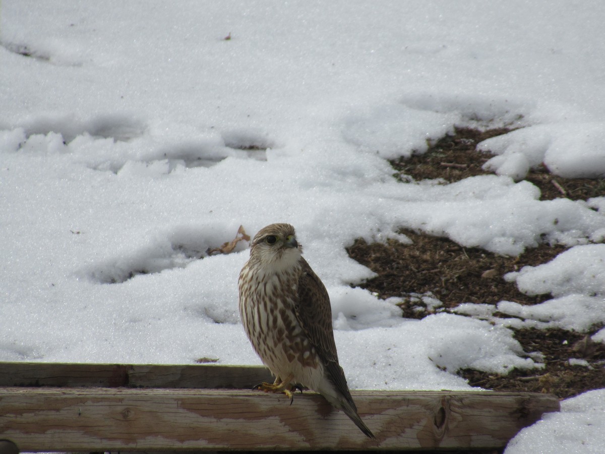 Merlin - ML395940851