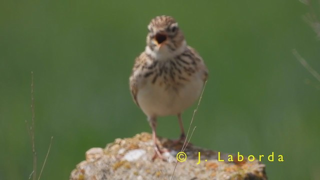 Eurasian Skylark - ML395940981