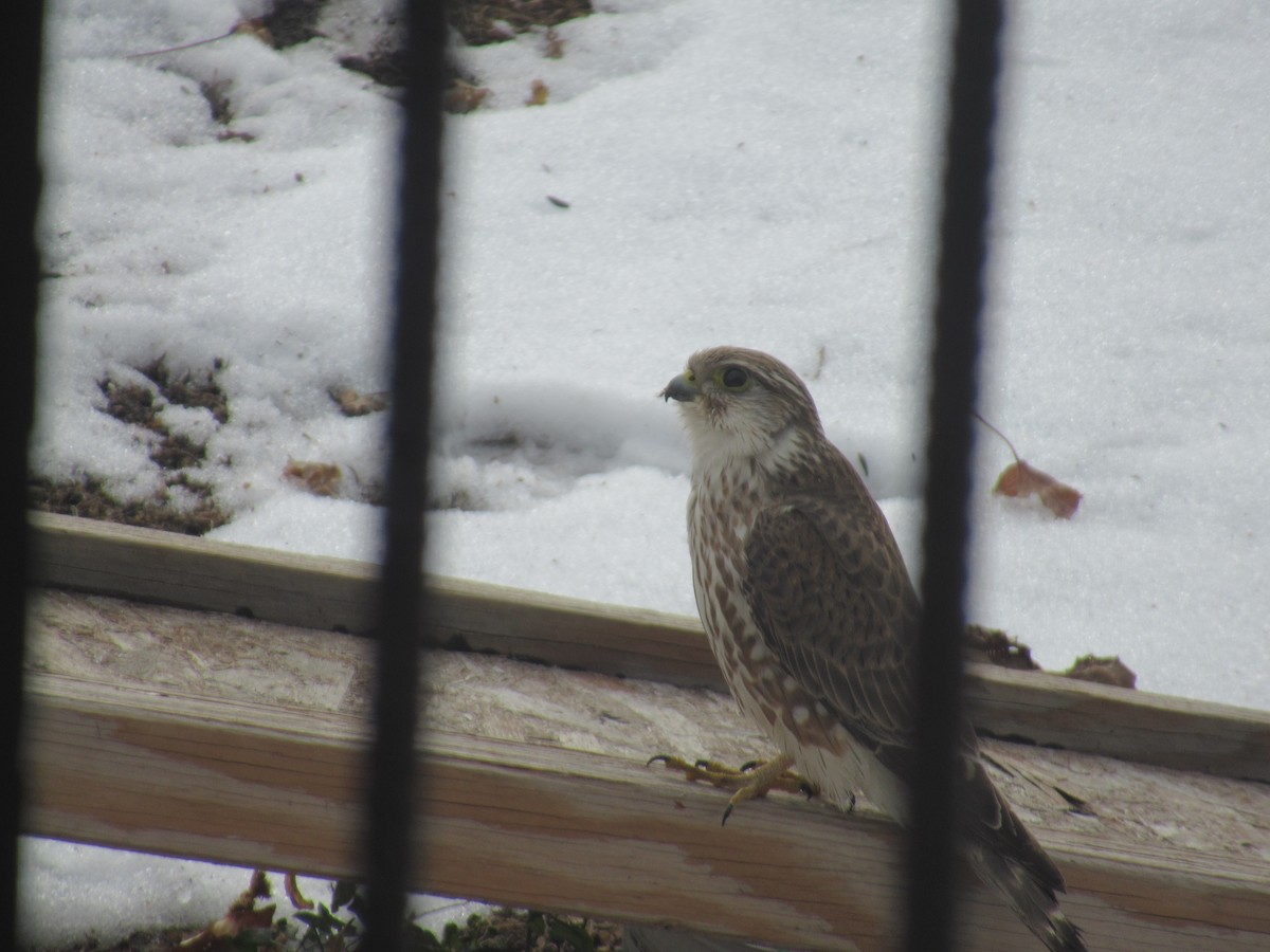 Merlin - ML395941021