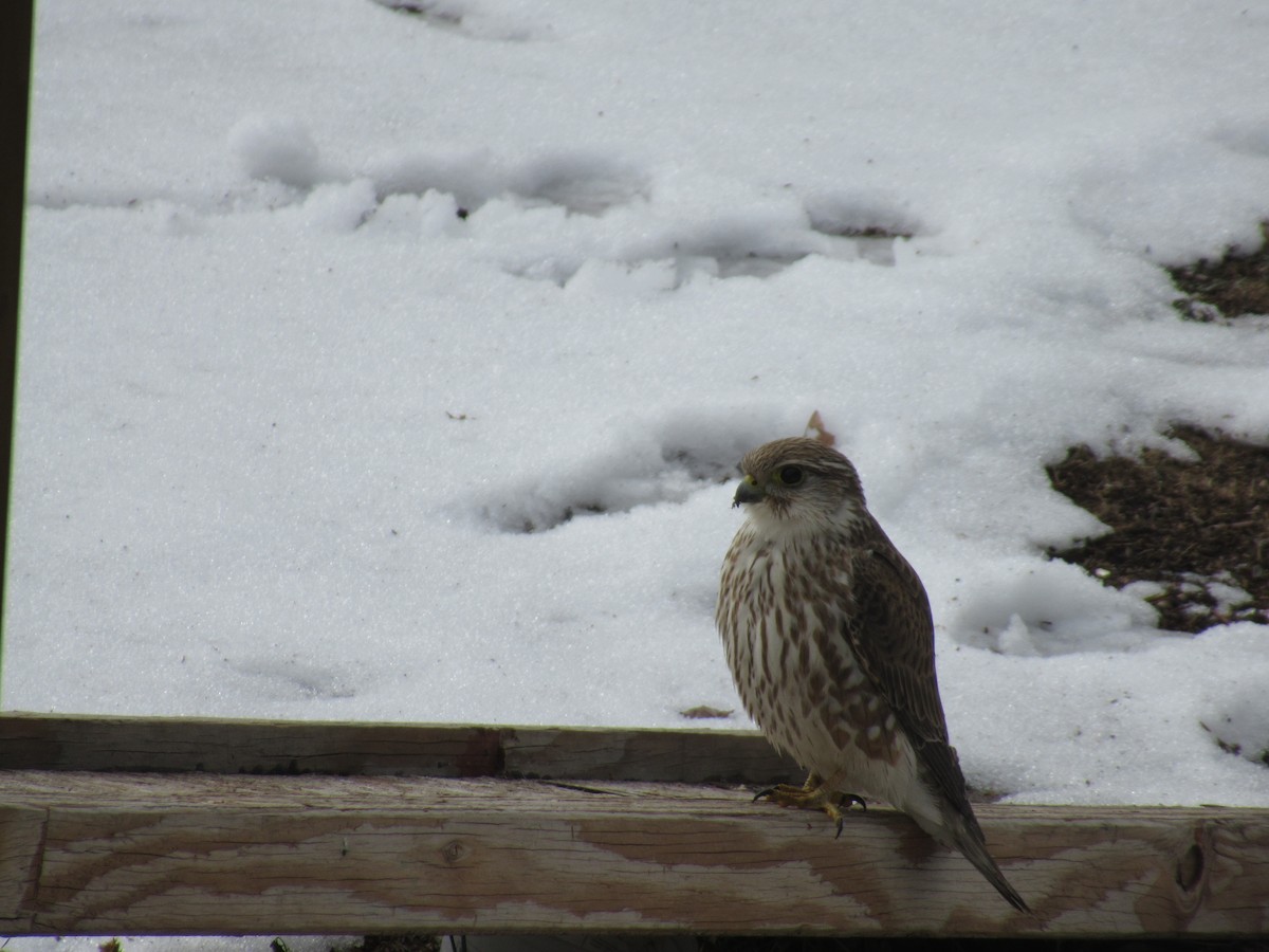 Merlin - ML395941031