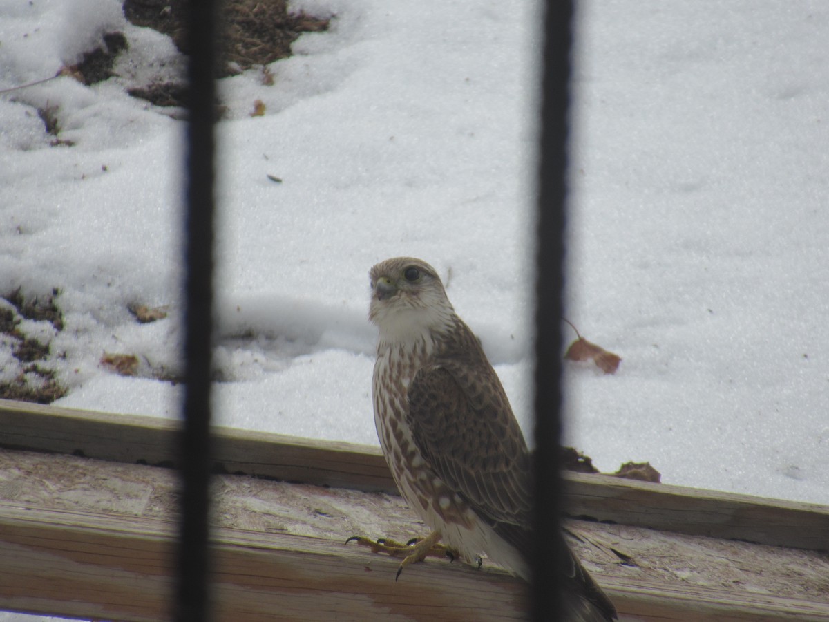 Merlin - ML395941071