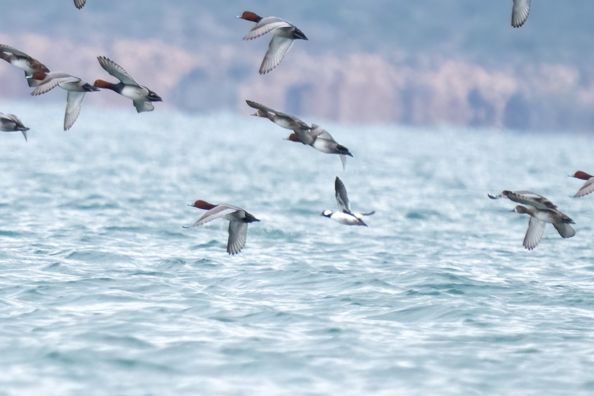 Bufflehead - ML395942931