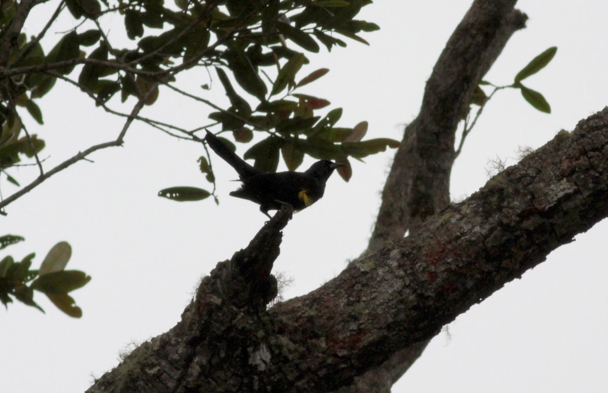 Golden-tufted Grackle - ML39594321