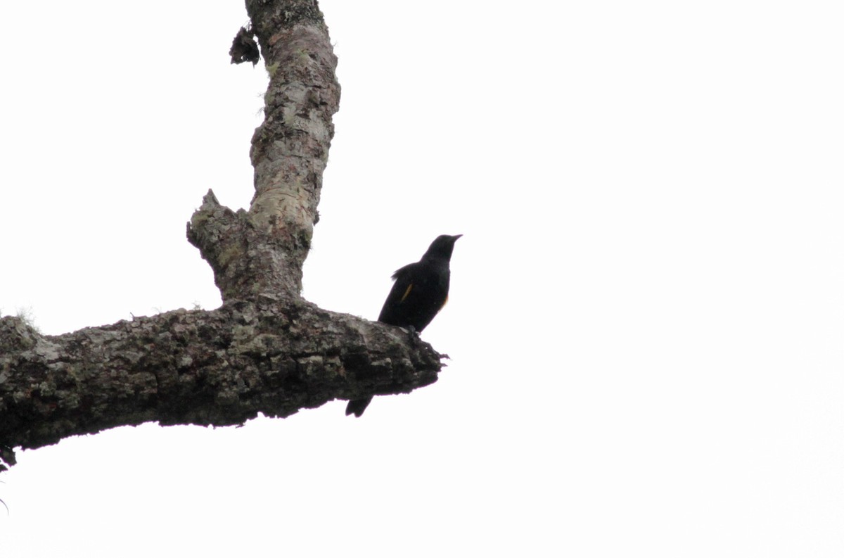 Golden-tufted Grackle - ML39594331