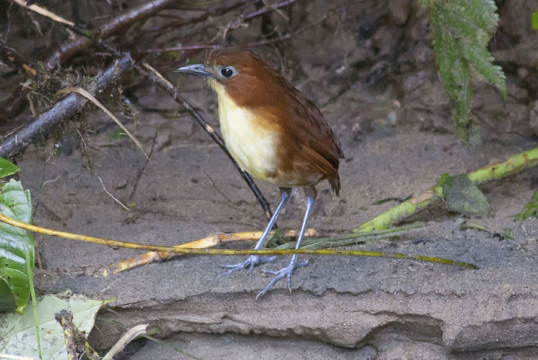 Yellow-breasted Antpitta - Michael Todd