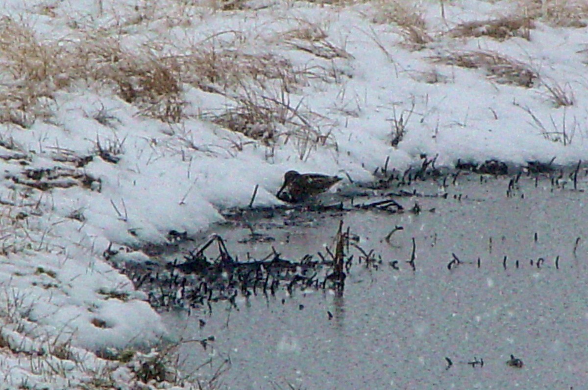 Jack Snipe - ML39594491