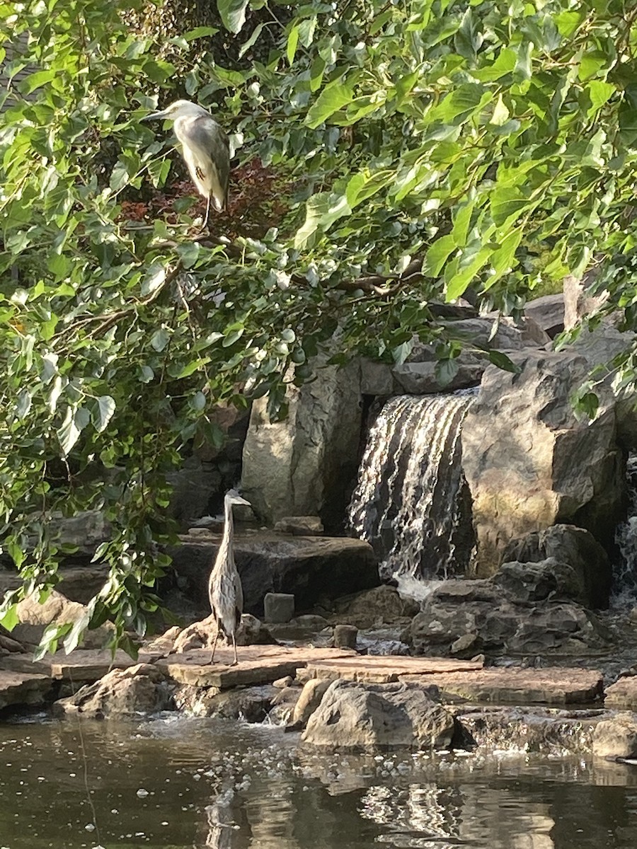 Little Blue Heron x Snowy Egret (hybrid) - ML395945761
