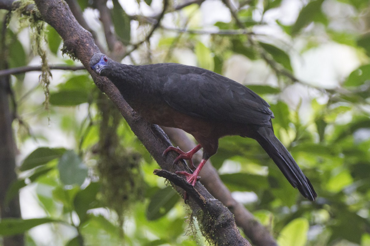 Sickle-winged Guan - ML39594591