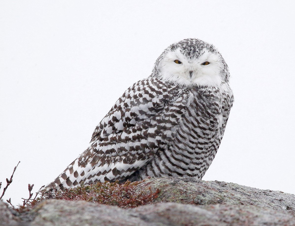 Snowy Owl - ML395946091