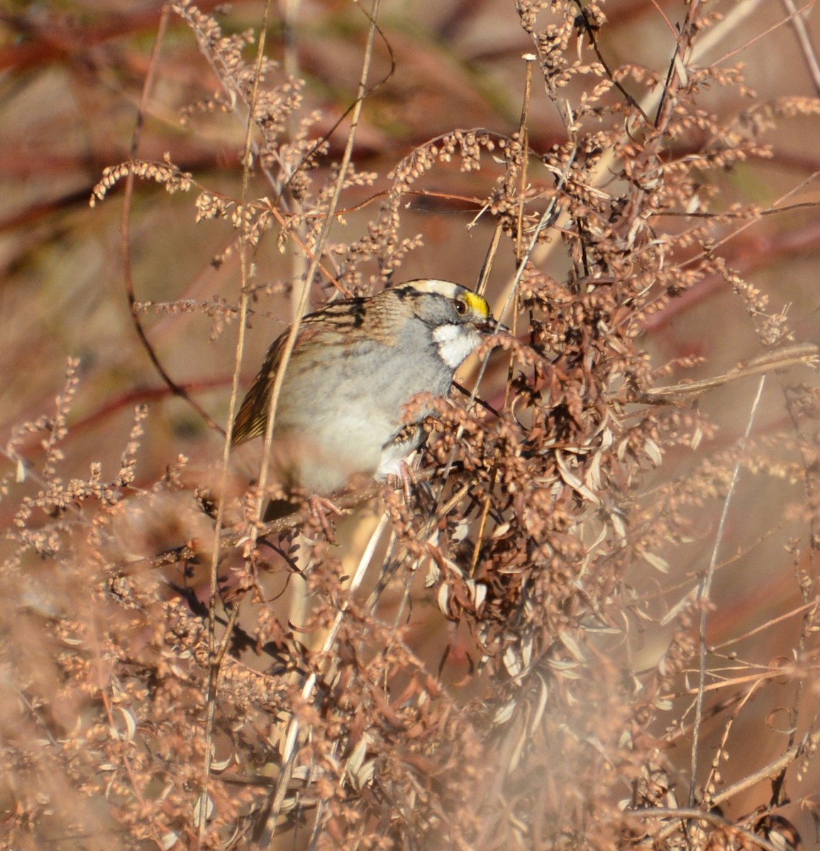 White-throated Sparrow - Ed Bailey