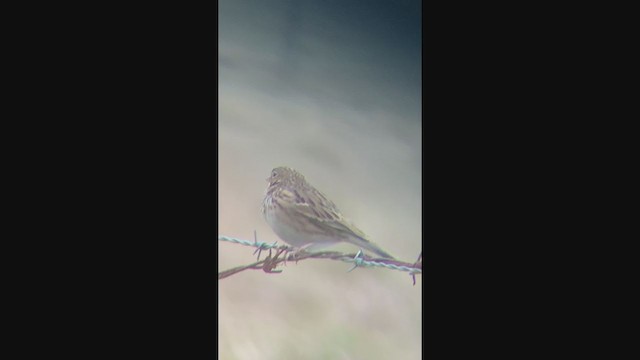 Vesper Sparrow - ML395946871