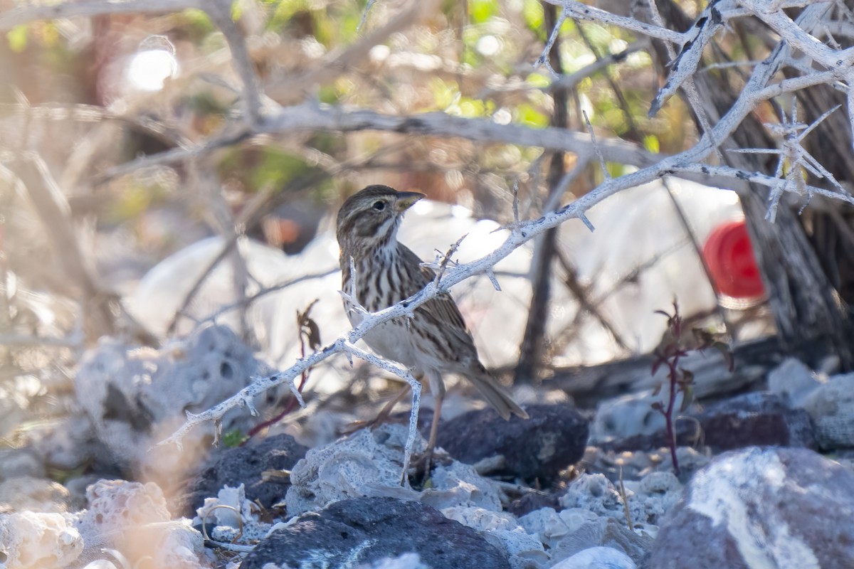 Savannah Sparrow - ML395948761