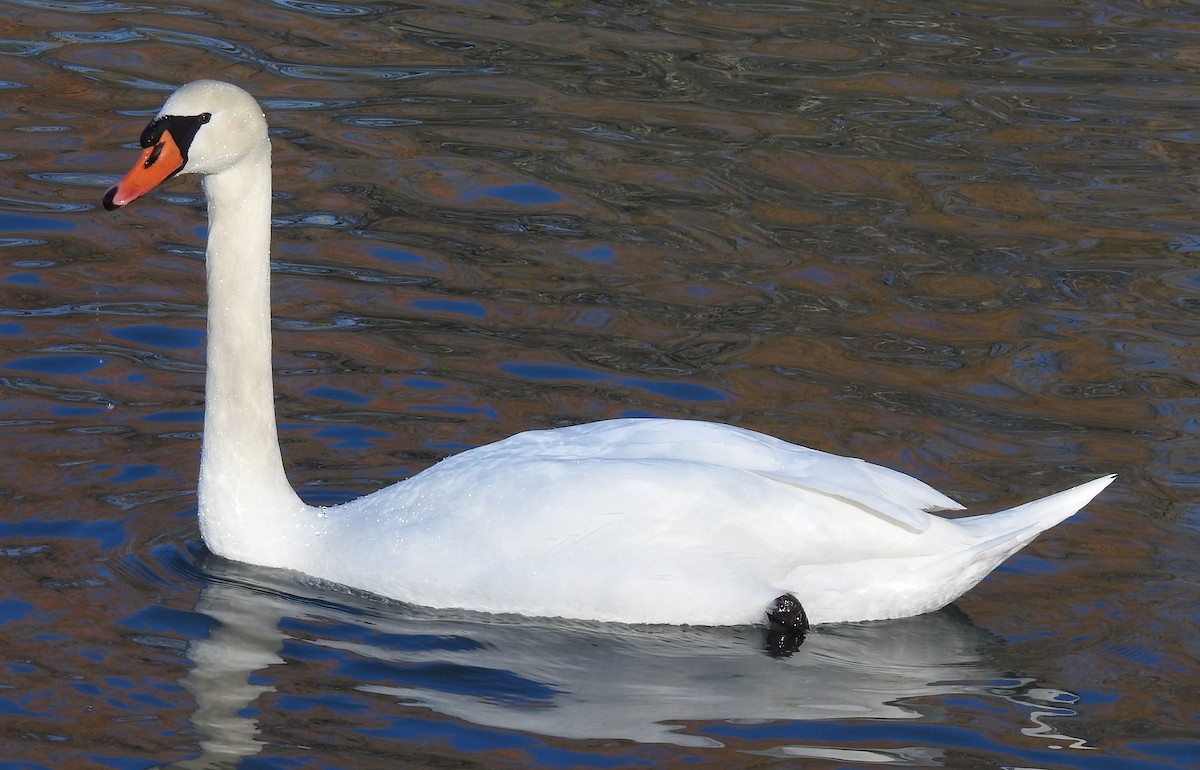 Mute Swan - Theresa Dobko (td birder)