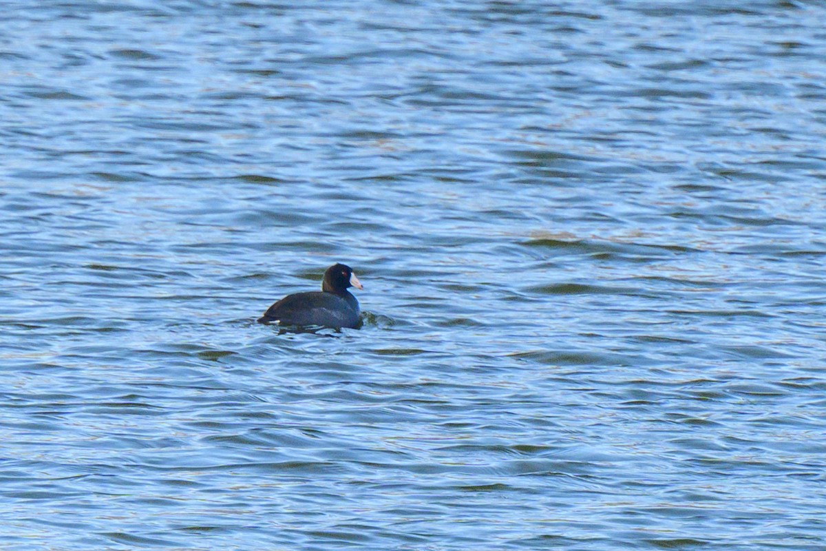 American Coot - ML395952061