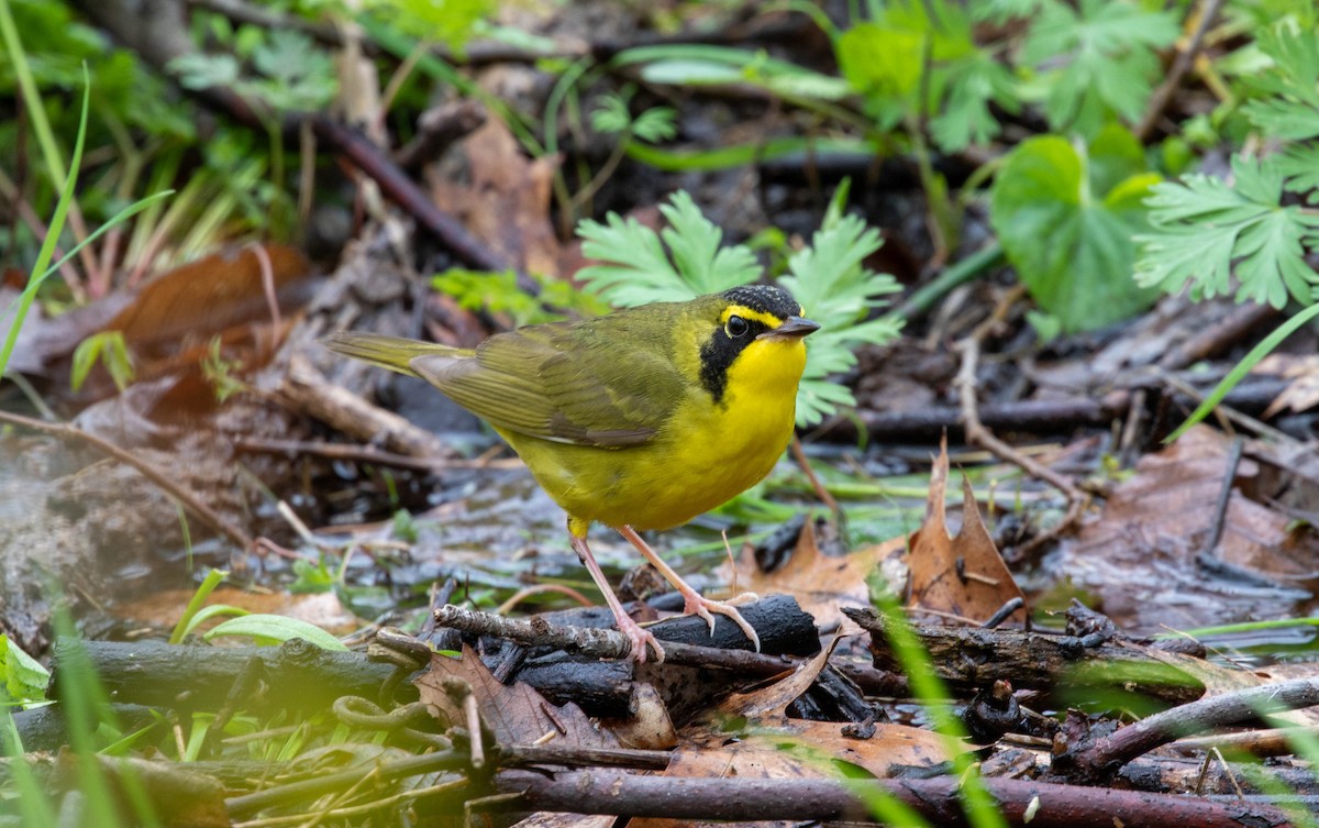 Kentucky Warbler - Michelle Martin