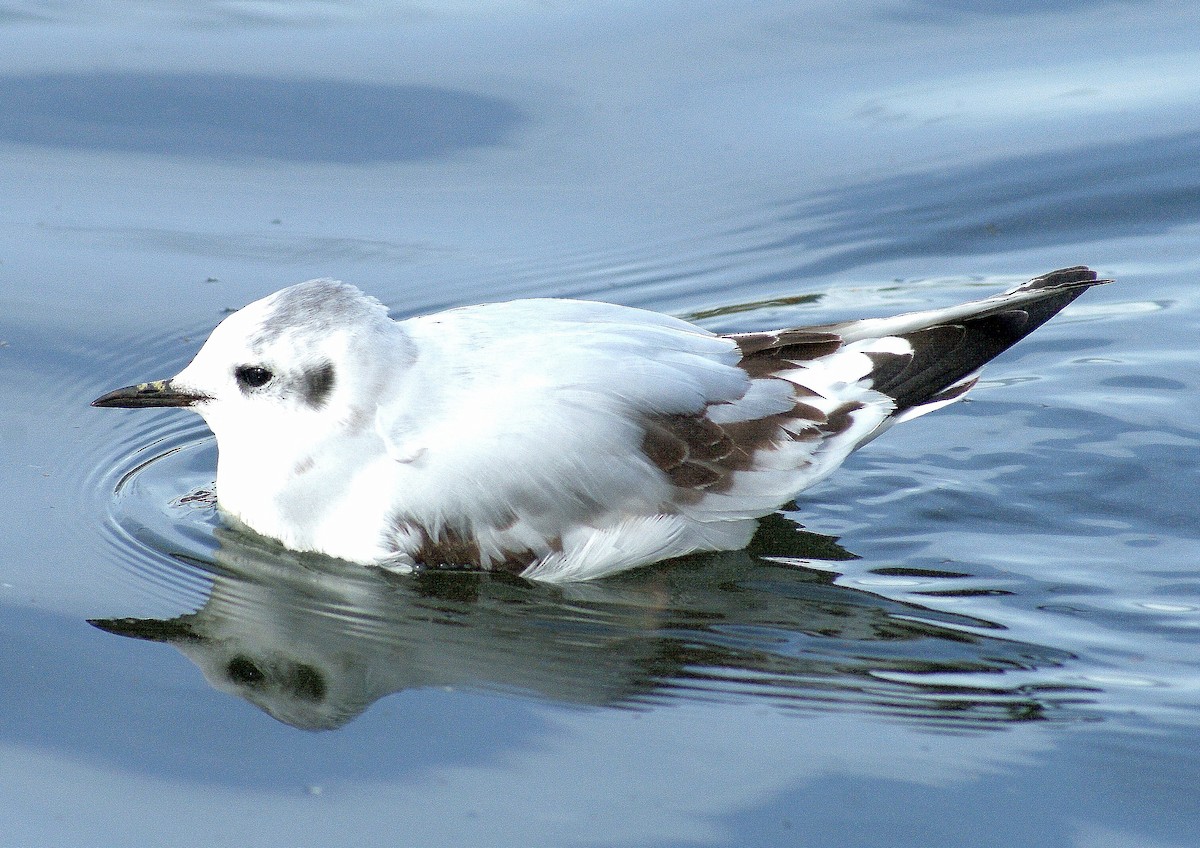 Little Gull - ML395954341