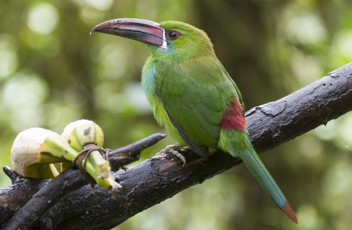 Crimson-rumped Toucanet - Michael Todd
