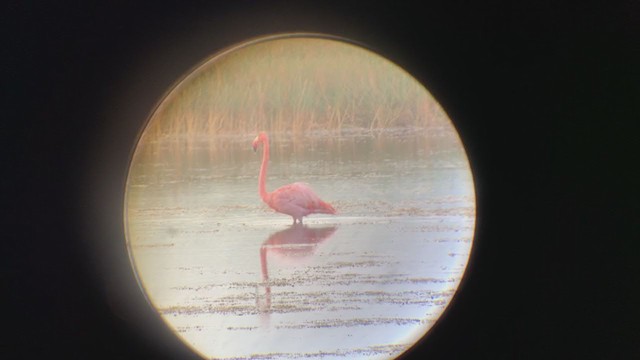 Amerika Flamingosu - ML395956771