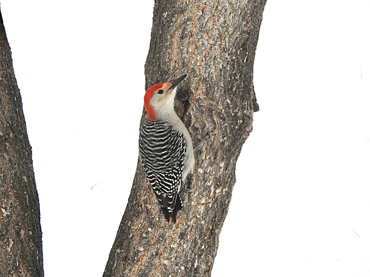 Red-bellied Woodpecker - ML395958891