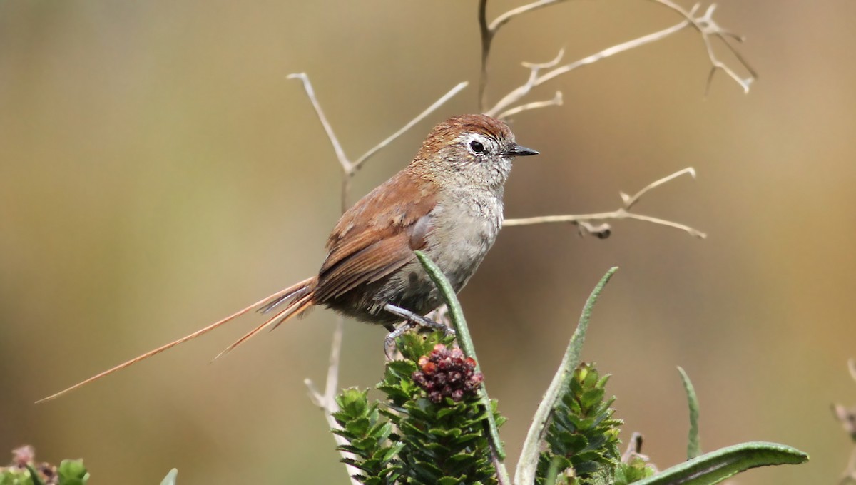 White-chinned Thistletail - Luke Seitz