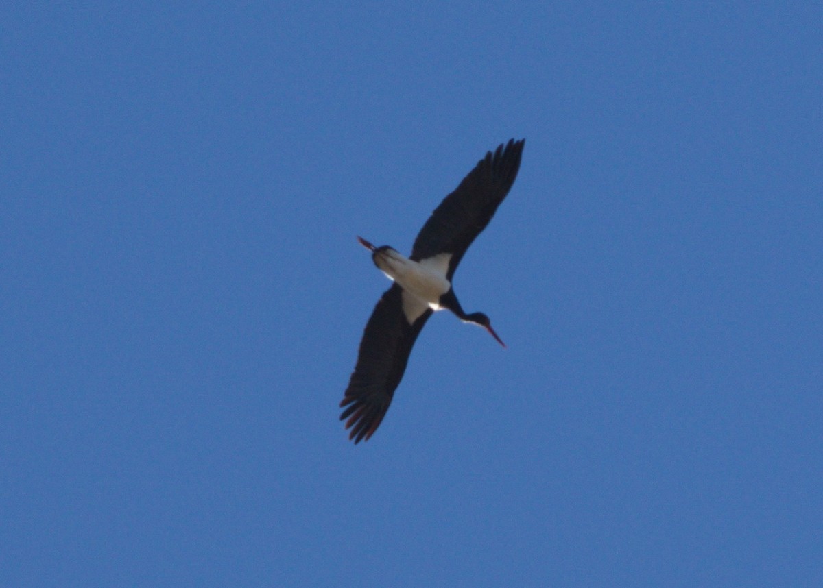 Black Stork - ML395960781
