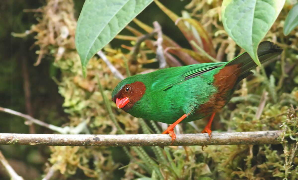 Grass-green Tanager - Luke Seitz