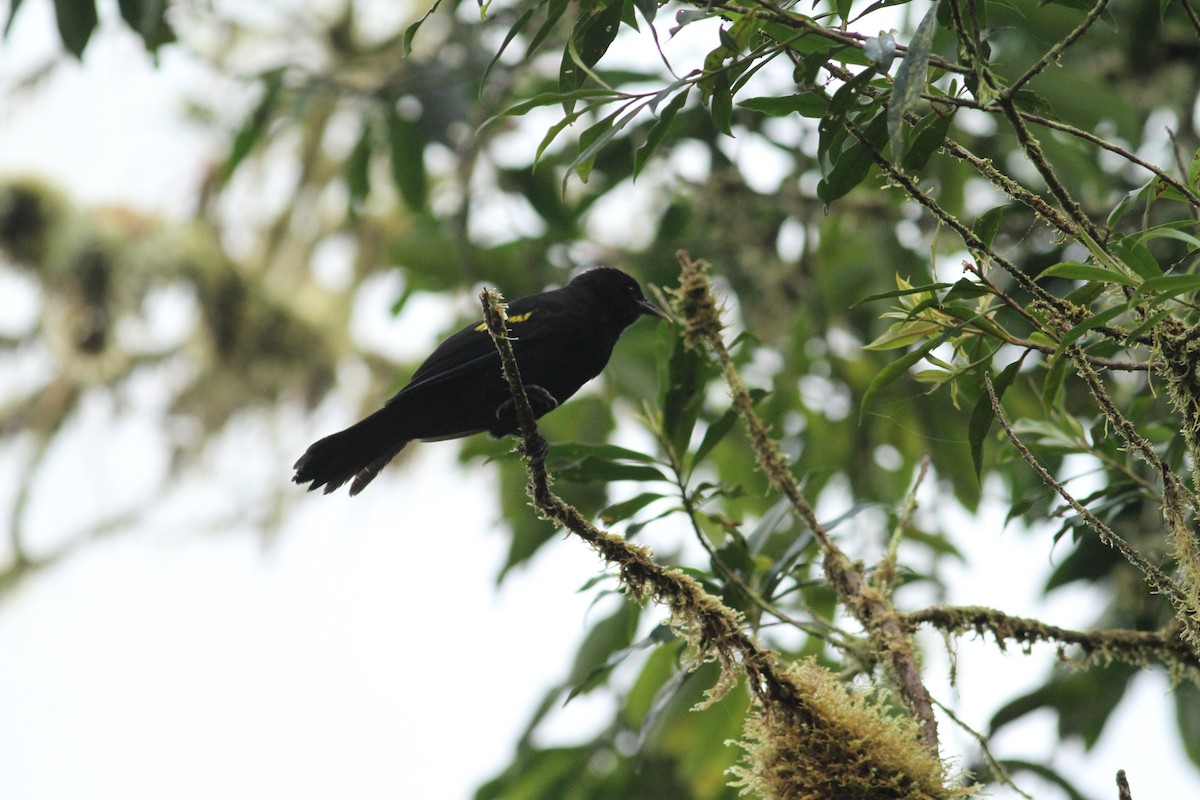 Mountain Cacique - Luke Seitz