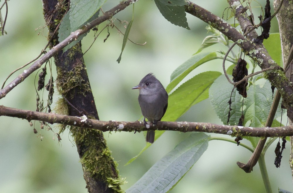 Smoke-colored Pewee - ML39596411