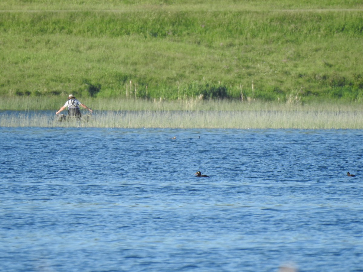 White-winged Scoter - ML395965861