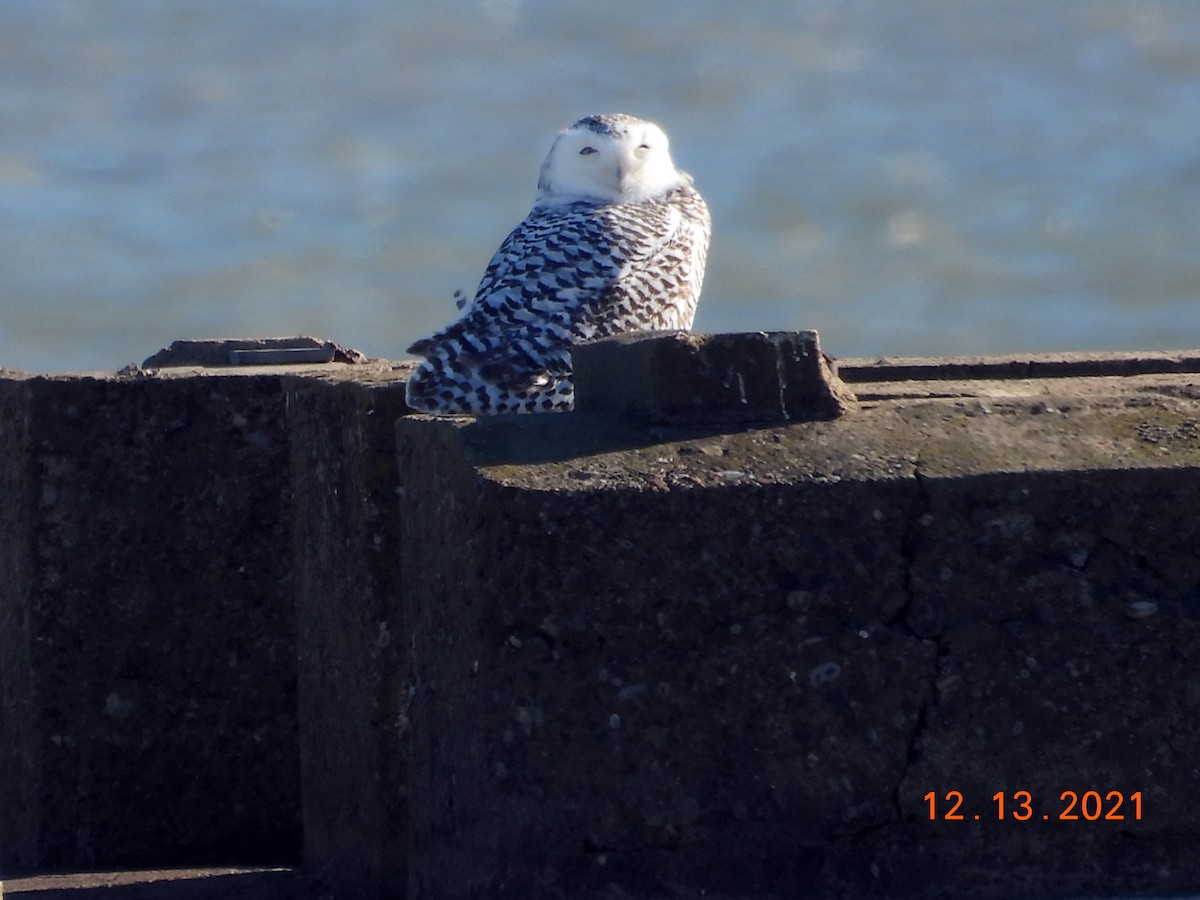 Snowy Owl - ML395966061