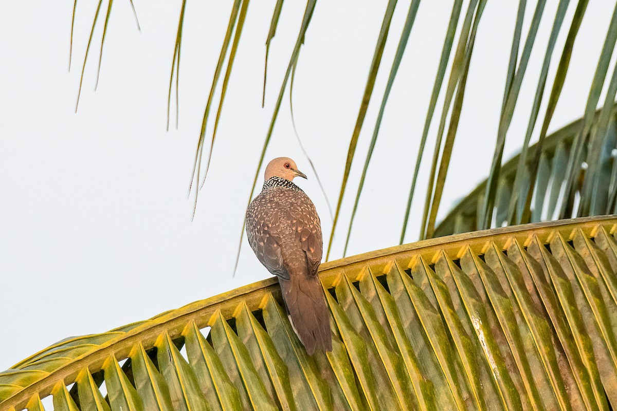 Spotted Dove - ML395966591